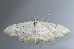 Idaea atlantica