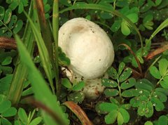 Calvatia lilacina
