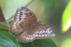 Tanaecia iapis puseda