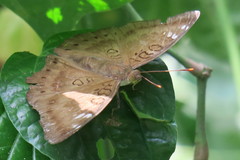 Euthalia aconthea gurda