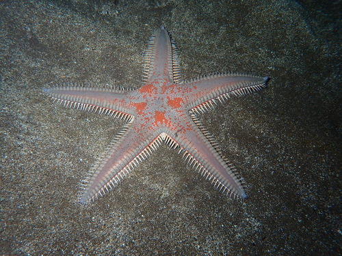 Photo of Red comb star (Astropecten aranciacus)
