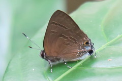 Rapala varuna orseis