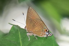 Rapala varuna orseis