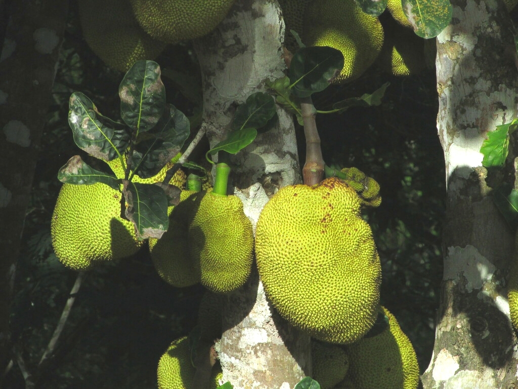 Artocarpus heterophyllus