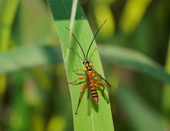 Echthromorpha agrestoria