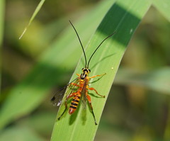 Echthromorpha agrestoria