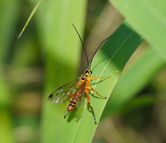 Echthromorpha agrestoria