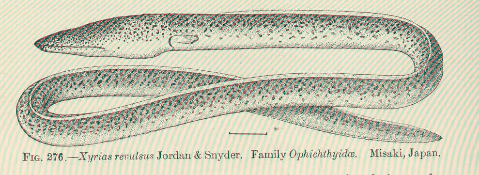 Xyrias