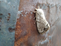 Dendrolimus superans