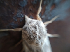 Dendrolimus superans