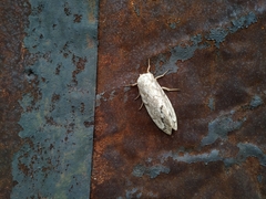 Dendrolimus superans