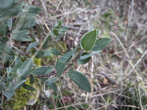 Image of Arctostaphylos nortensis by (c) Alexander Wentworth, some rights reserved (CC BY)