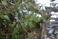 Rubus schmidelioides schmidelioides