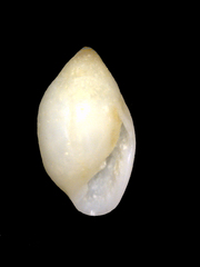 Melampus