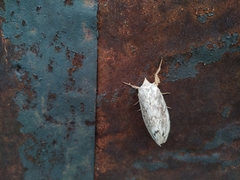 Dendrolimus superans