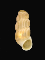 Truncatella