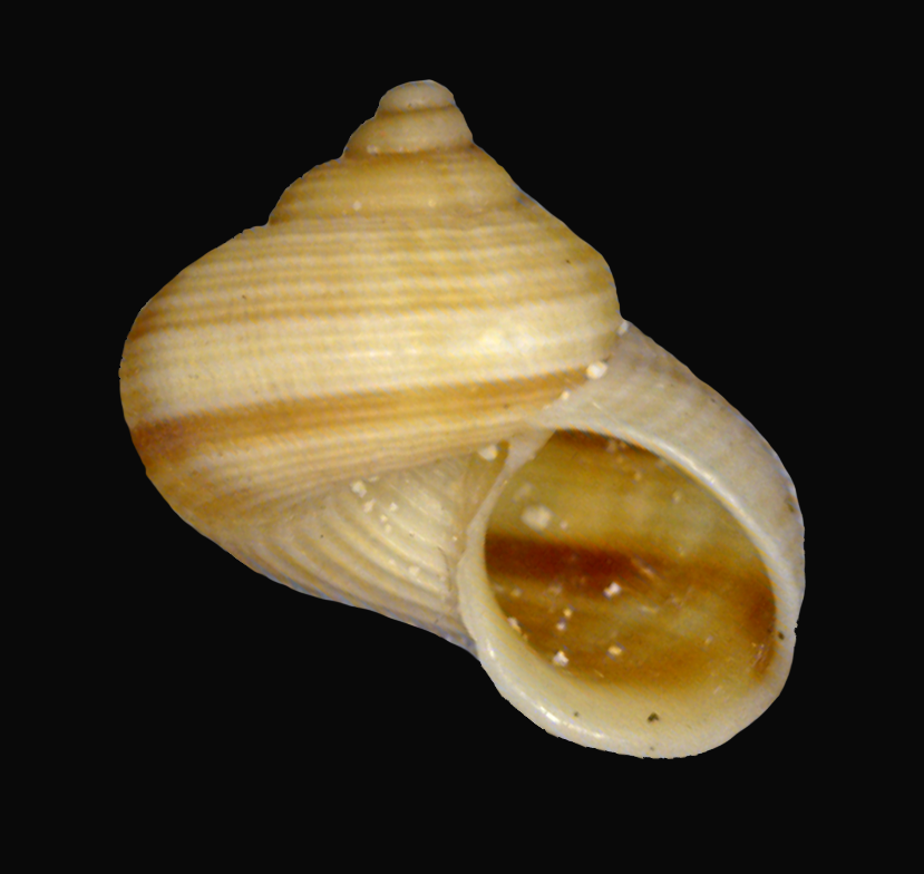 Tropidophora zanguebarica
