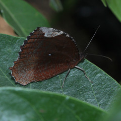 Elymnias hypermnestra