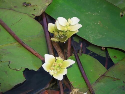 Image of Aponogeton distachyos by no rights reserved