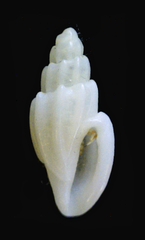 Eucithara