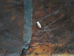 Dendrolimus superans