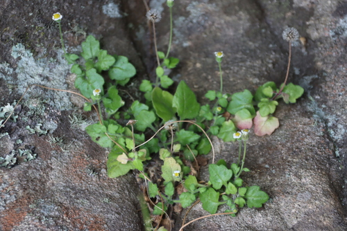 Broad Felicia (Felicia cymbalariae)