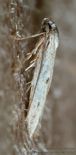 Haplochrois bipunctella photo 2