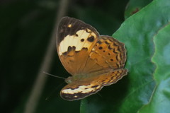 Cupha erymanthis lotis