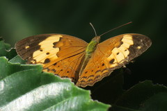 Cupha erymanthis lotis