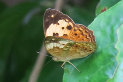 Cupha erymanthis lotis