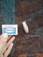 Dendrolimus superans