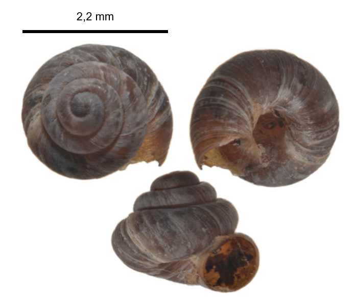Rocksnail