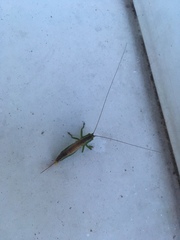 Conocephalus dorsalis