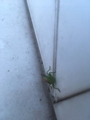 Conocephalus dorsalis