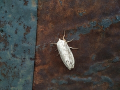 Dendrolimus superans