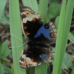 Junonia orithya