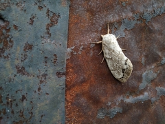 Dendrolimus superans