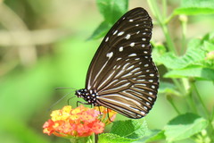 Euploea mulciber mulciber