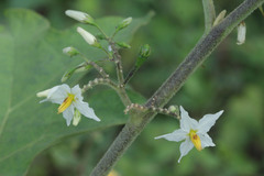 Solanum