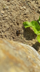 Philanthus triangulum
