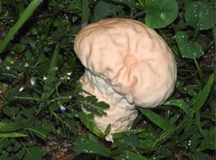 Calvatia lilacina