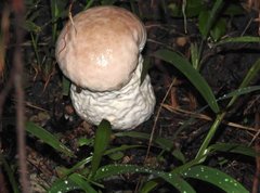 Calvatia lilacina