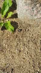 Philanthus triangulum