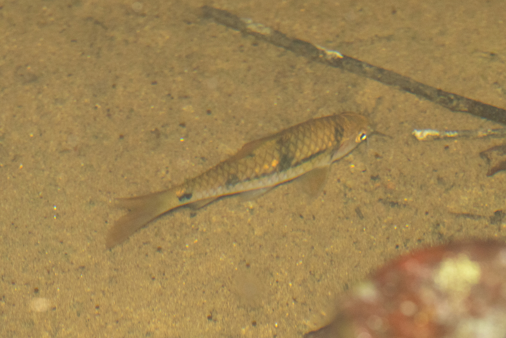 Clown barb (Barbodes everetti) — Cyprinidae
