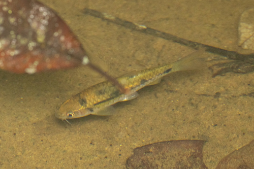 Clown barb (Barbodes everetti) — Cyprinidae — 2
