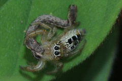 Salticidae