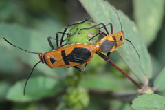 Dysdercus