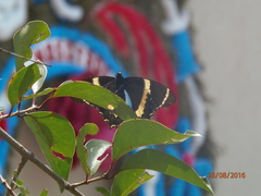 Papilio garamas garamas