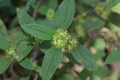 Angiospermae