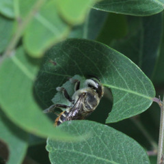 Anthophila